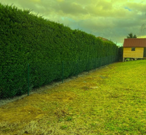 Photo de galerie - Taille de Haies 