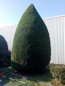 Photo de galerie - Taille d'arbuste en forme de cône 
cordialement 