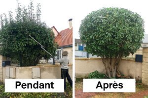 Photo de galerie - Taille Photinia en Sphérique
