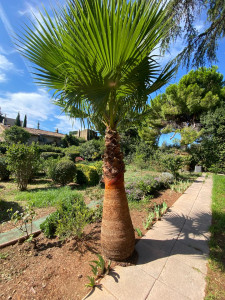 Photo de galerie - Elagage et coupe d'arbres
