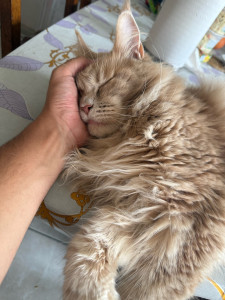 Photo de galerie - Mimi, une maine coon qui m’a adopté.