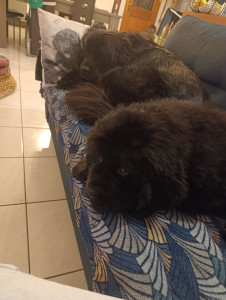 Photo de galerie - Terre-neuve en action.....