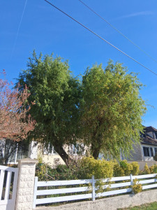 Photo de galerie - Elagage et coupe d'arbres