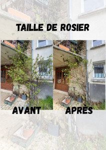 Photo de galerie - Taille et restructuration d'un rosier qui n'était entretenu.