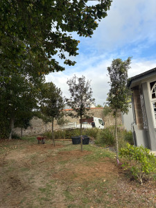 Photo de galerie - Plantation chêne vert tige + tutorage 
