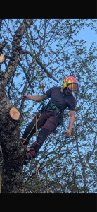 Photo de galerie - Démontage d’un frêne 
