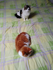 Photo de galerie - Garde de chat