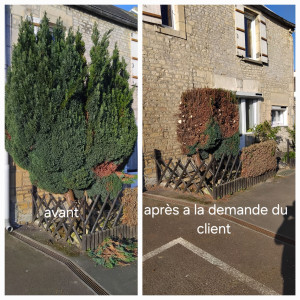Photo de galerie - Sapin bleu  qui mesuré 3m avant puis 1m80 après mon passage 