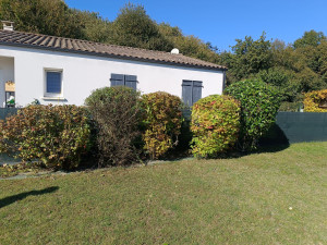 Photo de galerie - Taille de haies et d'arbustes