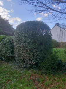 Photo de galerie - Taille d'arbuste 