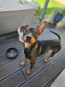 Photo de galerie - J’ai gardé ce petit loulou pendant 10 jours, je m'en suis occupée comme si c'était le mien.