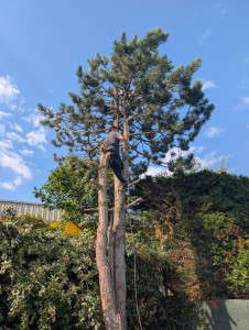 Photo de galerie - Élagage plus retrait de l'arbre 