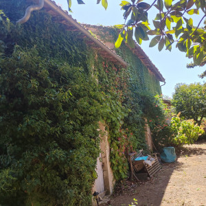 Photo de galerie - Nettoyage lierre mur av
