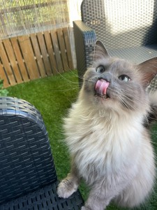 Photo de galerie - Garde chat