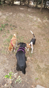 Photo de galerie - Garde chien