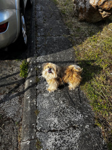 Photo de galerie - Garde chien à domicile, avec visite deux fois par jour pour le promener matin et soir et passer du temps avec lui