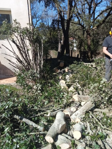 Photo de galerie - Coupe d'arbre 