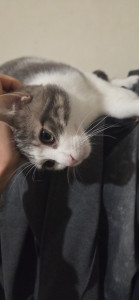 Photo de galerie - Apple, un chat qui est aussi bien qu’à la maison au bout de 2 jours ???