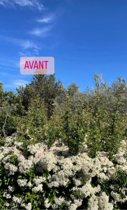 Photo de galerie - Taille de haies et d'arbustes