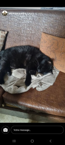 Photo de galerie - Garde de Balou