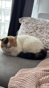 Photo de galerie - Garde Exotic Shorthair - 6 ans