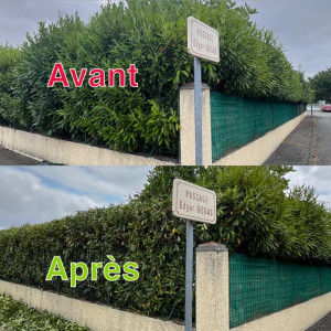 Photo de galerie - Taille de haies et d'arbustes