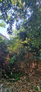 Photo de galerie - Remise en état jardin pour vente. 
AVANT