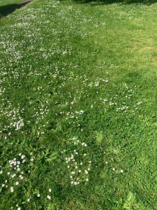 Photo de galerie - Tailliez les jardins 