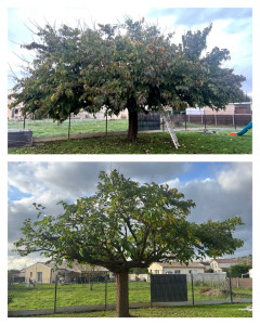 Photo de galerie - Elagage et coupe d'arbres