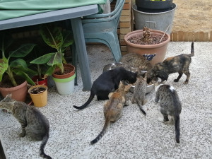 Photo de galerie - Visite tous les jours en l'absence de la propriétaire pour prendre soin de ses 8 chats 