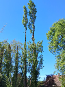 Photo de galerie - Elagage et coupe d'arbres