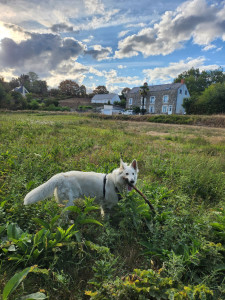Photo de galerie - Garde de Toscane Berger Blanc Suisse du 20 au 21 août 2026