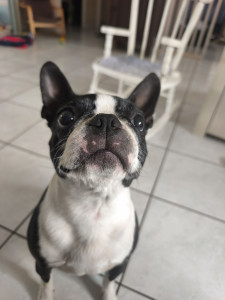 Photo de galerie - Garde chien
