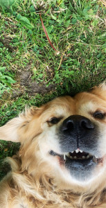 Photo de galerie - Garde chien