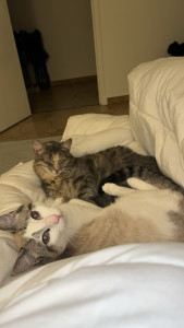 Photo de galerie - Garde animaux