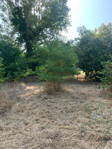 Photo de galerie - Debroussaillage 