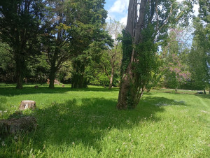 Photo de galerie - Tonte de pelouse - Débroussaillage