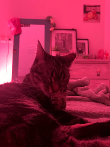 Photo de galerie - Garde chat