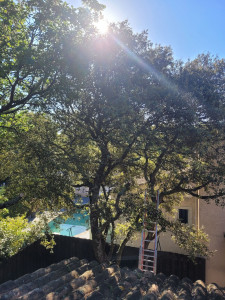 Photo de galerie - Elagage et coupe d árbes plus évacuation 