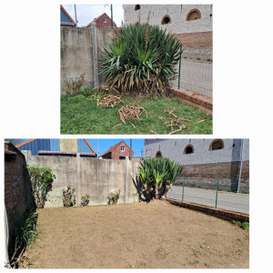 Photo de galerie - Taille d un yucca
semis de gazon 
