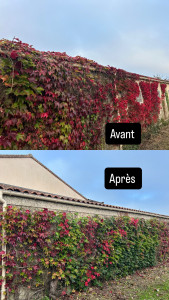 Photo de galerie - Nettoyage gouttière + taille d’une vigne 