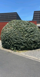 Photo de galerie - Arbuste tailler en boule 