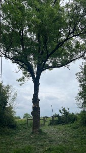 Photo de galerie - Elagage et coupe d'arbres