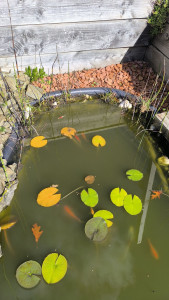 Photo de galerie - Installation d'un bassin d'eau douce creuser 