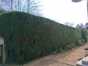 Photo de galerie - Taille haie de thuyas à Francheville 