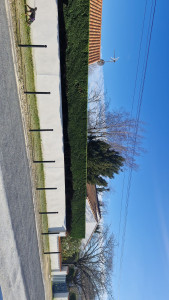 Photo de galerie - Haie de tuya