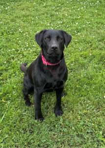 Photo de galerie - Ayant mon ACACED chien & chat je connais plusieurs chose, d’autant que j’ai élevé des chats et que je vais me lancer dans le chien. Je suis une amoureuse des animaux et donc de la nature.
