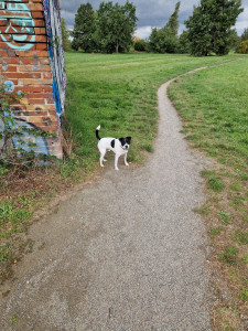 Photo de galerie - Petit Tango qui adore se balader et écoute très bien :)