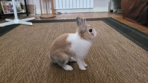 Photo de galerie - Garde lapin
