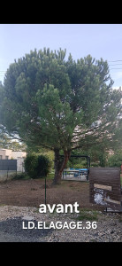 Photo de galerie - Elagage et coupe d'arbres